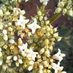 Galianthe eupatorioides Floare