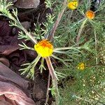 Cladanthus arabicus Flower