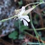 Silene portensis Floare