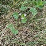 Malva neglecta Habitus