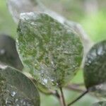 Cordia africana Foglia