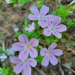 Phlox adsurgens