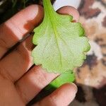 Viola arvensis Leaf