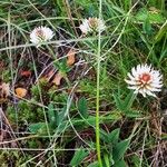 Trifolium montanum 花