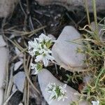 Arenaria aggregata 花