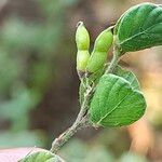 Phyllodium pulchellum Fruit