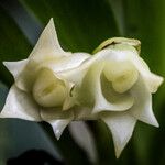 Angraecum cadetii Flor