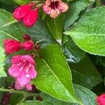 Weigela hortensis Кветка