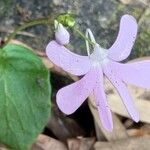 Impatiens scapiflora Flor