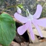 Impatiens scapiflora