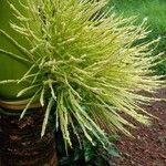Areca catechu Flower