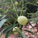 Gomphocarpus physocarpus Fruit