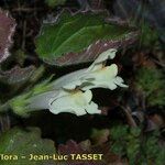 Asarina procumbens Kvet