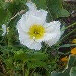 Ranunculus amplexicaulis Blüte