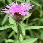 Centaurea nigra Flors