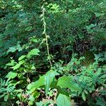 Epipactis helleborine Habit