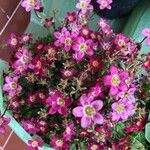 Saxifraga rosacea Кветка