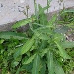 Lactuca virosa Leaf