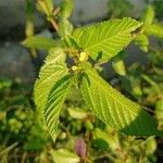 Corchorus olitorius Leaf