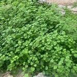 Urtica bianorii অভ্যাস