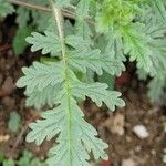 Phacelia ciliata Levél