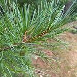 Pinus koraiensis Liść