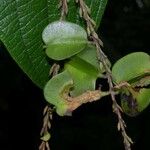 Dioscorea hondurensis Drugo