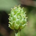 Ranunculus amplexicaulis Fruit