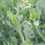 Tessaria absinthioides Hoja