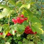 Viburnum trilobumFruit