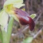 Ophrys lupercalis Mosusu