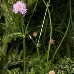 Knautia lebrunii Habitus