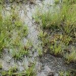 Utricularia pubescens Costuma