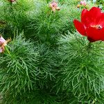 Paeonia tenuifolia Habitus