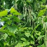 Catalpa bignonioidesFruit