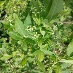 Euonymus europaeusFlors