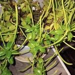 Peperomia glabella Листок