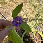 Lycianthes rantonnetiiFlor