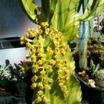 Euphorbia ingens Flor