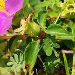 Heterotis rotundifolia Frucht