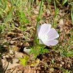 Malva setigera Blatt