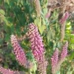 Teucrium hircanicum Flower