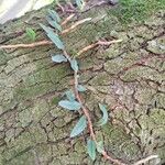 Microgramma vacciniifolia 葉