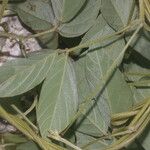 Teramnus uncinatus Hoja