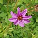 Dahlia merckii Flower