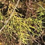 Juniperus phoenicea Blad