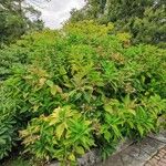 Hydrangea arborescens Elinympäristö