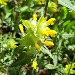 Rhinanthus alectorolophus Kukka