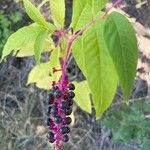 Phytolacca americanaFruit