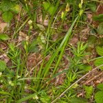 Carex pallescens Folha